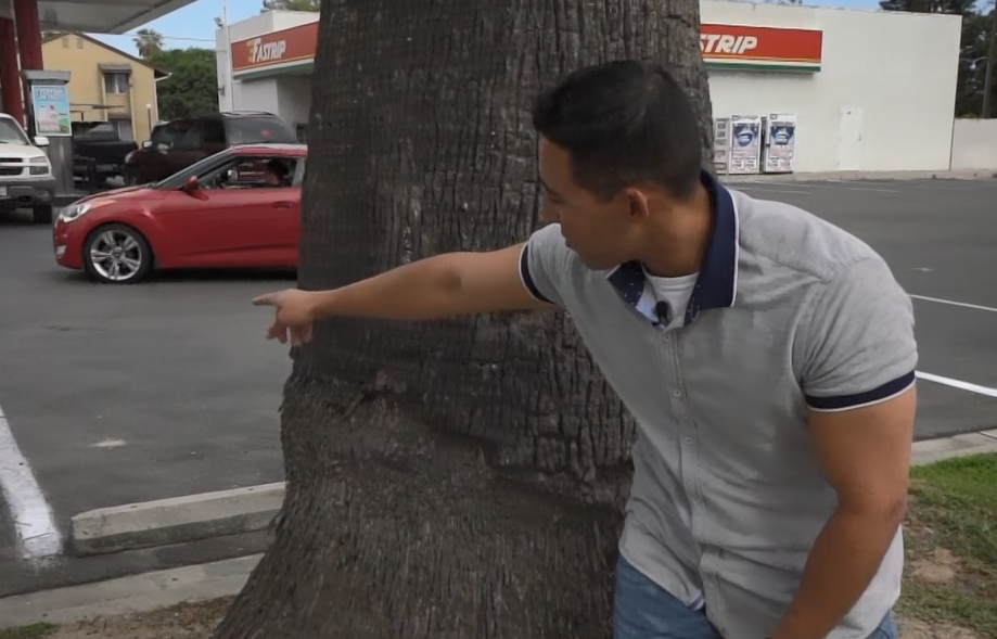 Man stands behind tree at gas station.