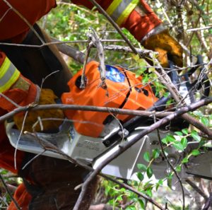 CDCR inmate crews cut brush using a chainsaw.