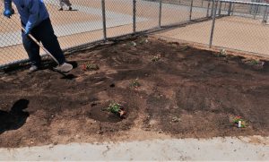 Man holds shovel over fresh garden plot with flowers.