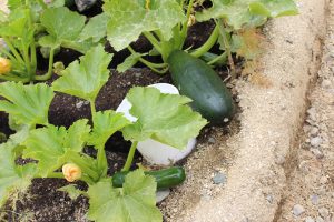 A garden thrives at Pelican Bay State Prison.