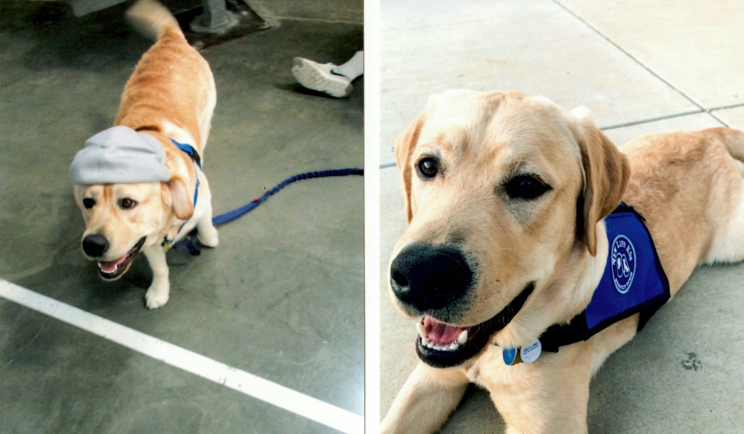 Helping New Life K9 dog with surgery