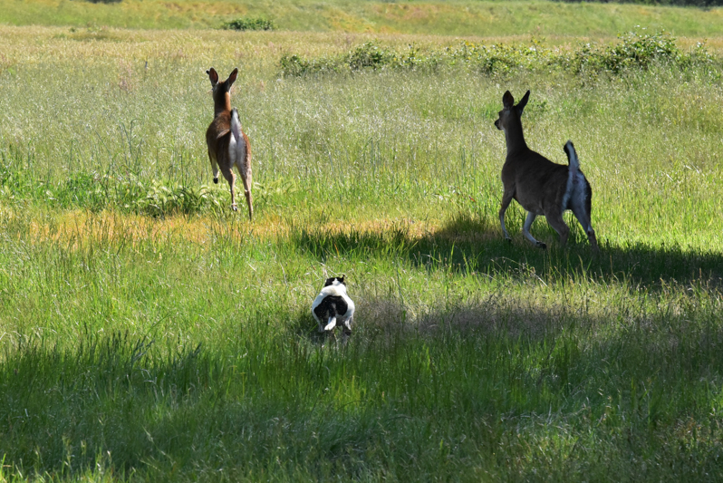 Dog chases two deer in a meadow.