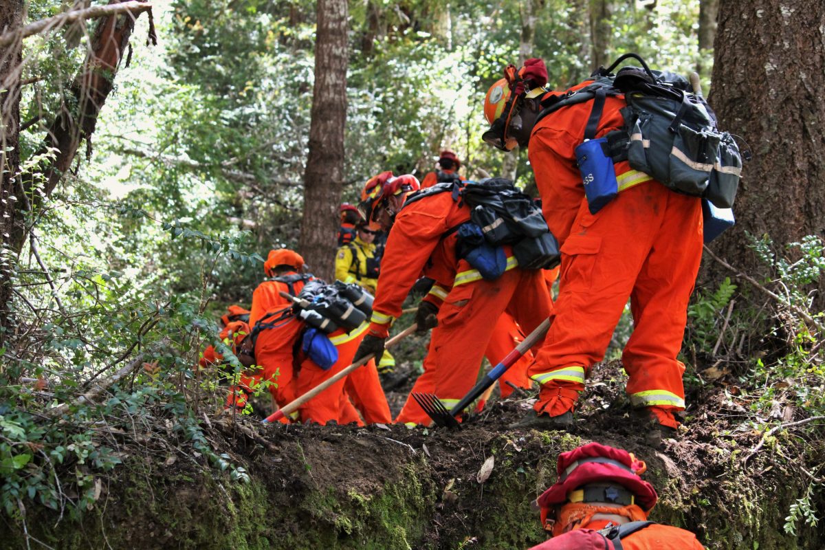 Incarcerated fire crews scrape and cut a break in thick forest.