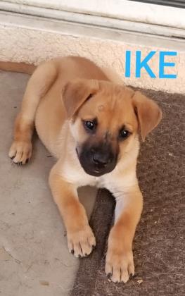 A puppy named Ike.