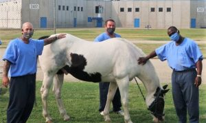 Three men in a prison yard pet a horse.