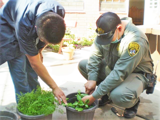 A youth correctional officer and a young incarcerated man tend to a garden.
