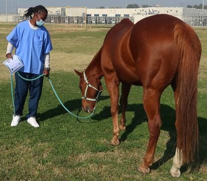 Corcoran prison inmate and a horse.