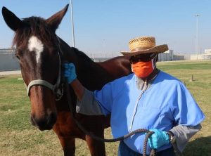 Incarcerated man holds reins of a horse at Corcoran prison.