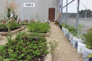 Pelican Bay Facility D garden growing in raised beds and buckets.