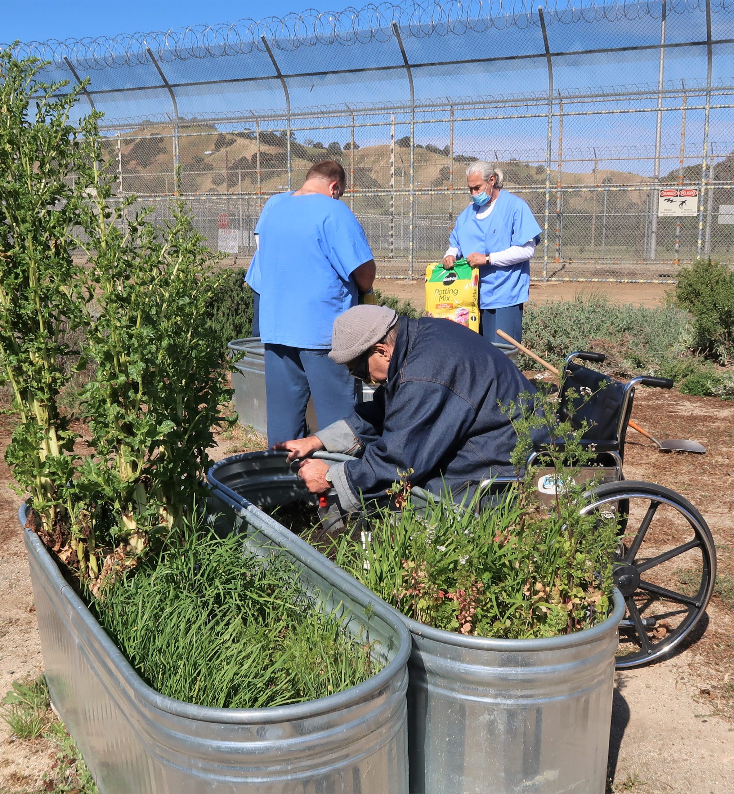 Man in wheelchair pulls weeds in a prison garden while others work in the background.