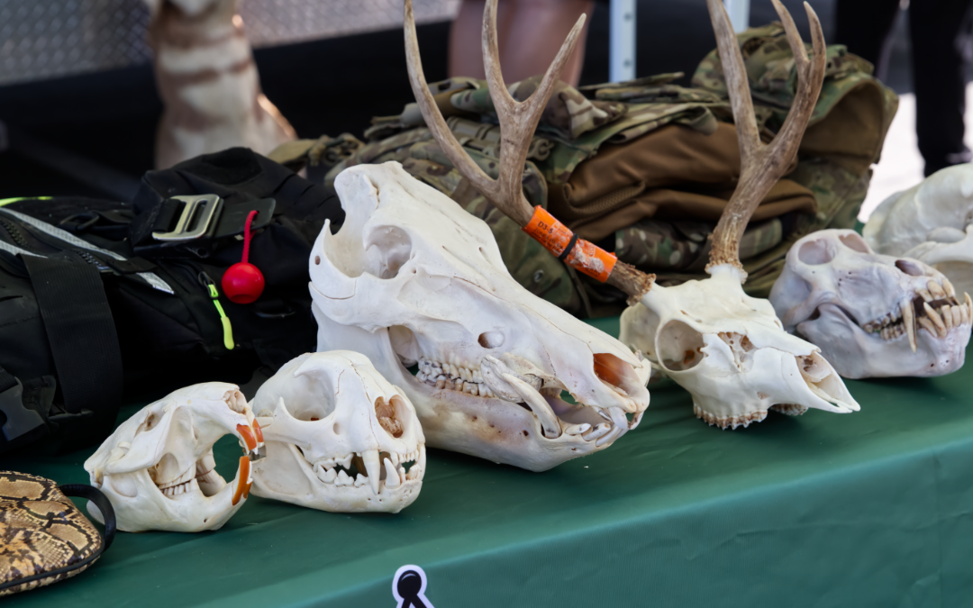 Animal skulls on a table at a law enforcement career fair.