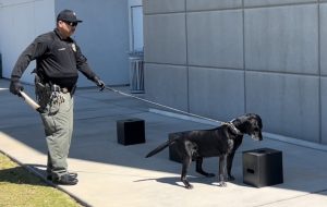 Prison K-9 points to a box while an officer holds him by a leash.