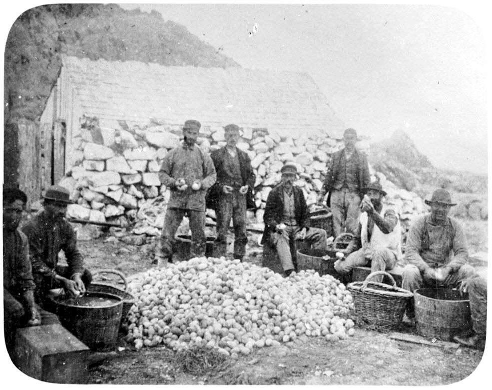 Eggs in a pile at Farallon Island camp with men cleaning them after harvest.