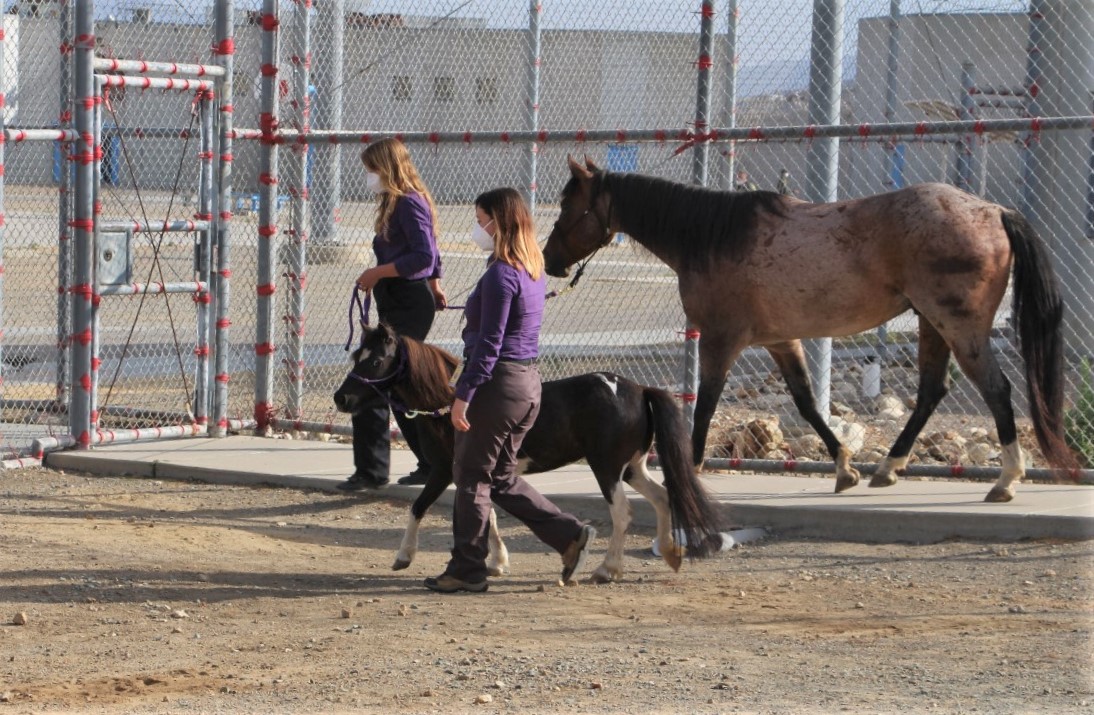RJD prison with two equine therapy trainers walking horses.