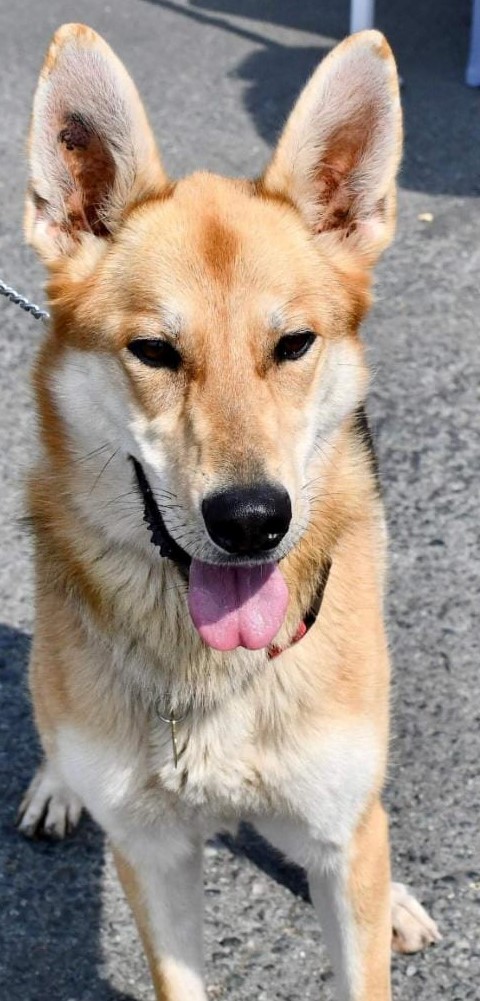 Light-colored dog with white cheeks.