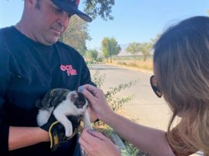 Kitten held by Pleasant Valley firefighter while being petted by another staff member.