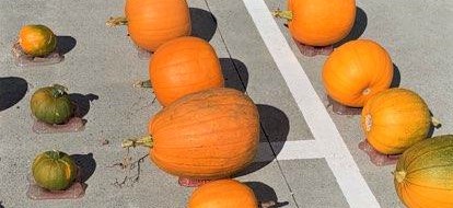 Pumpkins displayed in a parking lot.