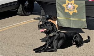 K-9 Storm rests beside the CDCR information booth.