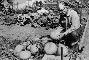 History photo shows man checking pumpkins in a garden at California Men's Colony.