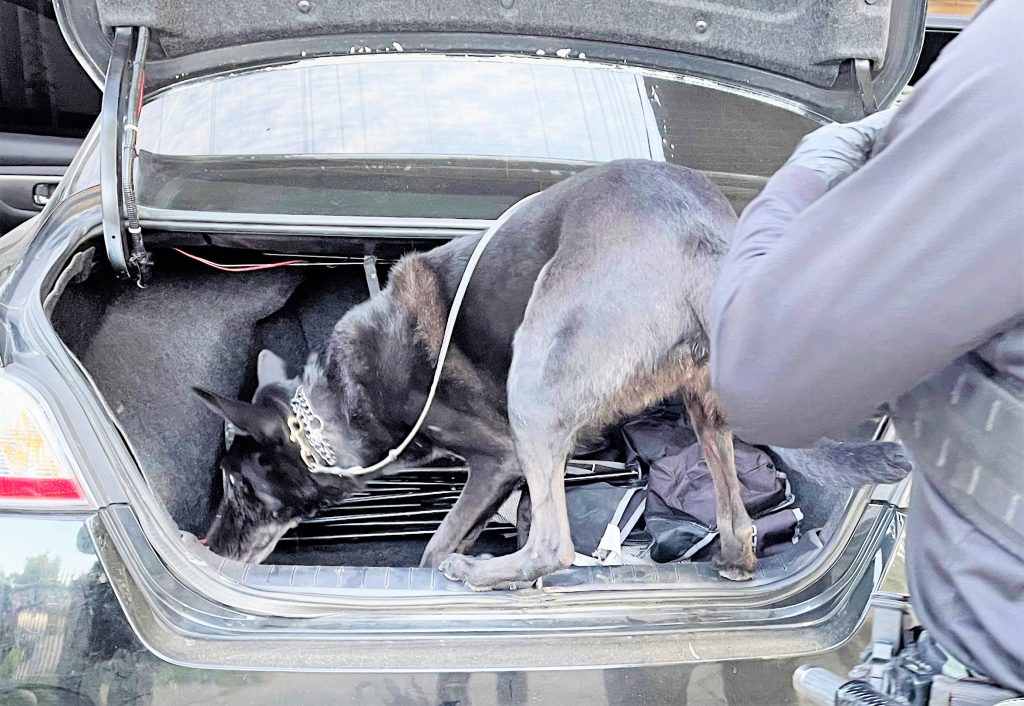 K-9 searches a car's trunk.