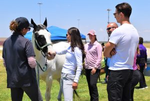 A horse and families at Valley State Prison (VSP).
