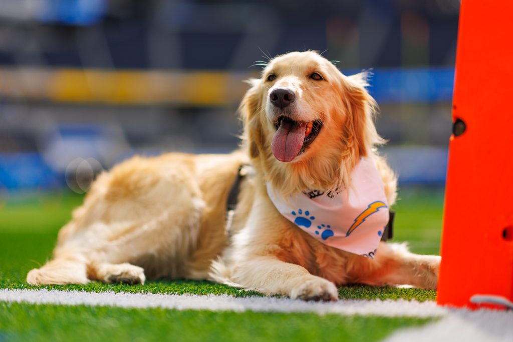 Rescue dog River at a Chargers football game.