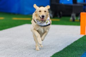 Dog running on football field.
