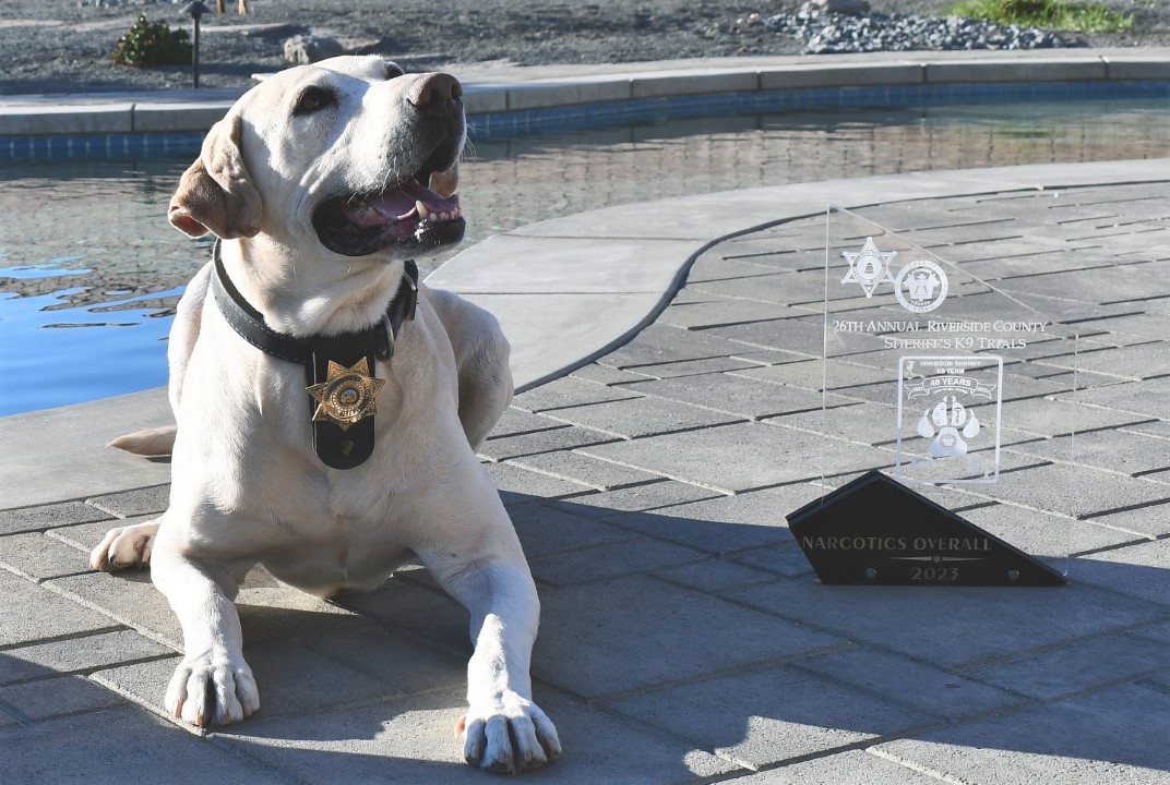A detection dog, Camo, and his 2023 award. The K-9 is also wearing a badge.