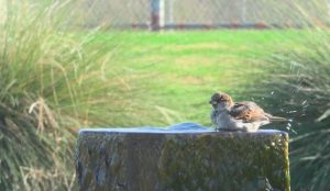 A bird bathes in a fountain at a prison after remodeling and landscaping changes as part of the California Model normalization effort.