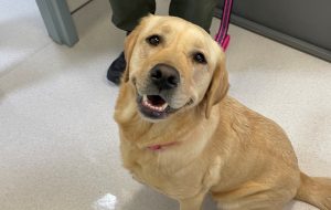 K-9 Penny, a golden colored dog, looks into the camera at the California Men's Colony.