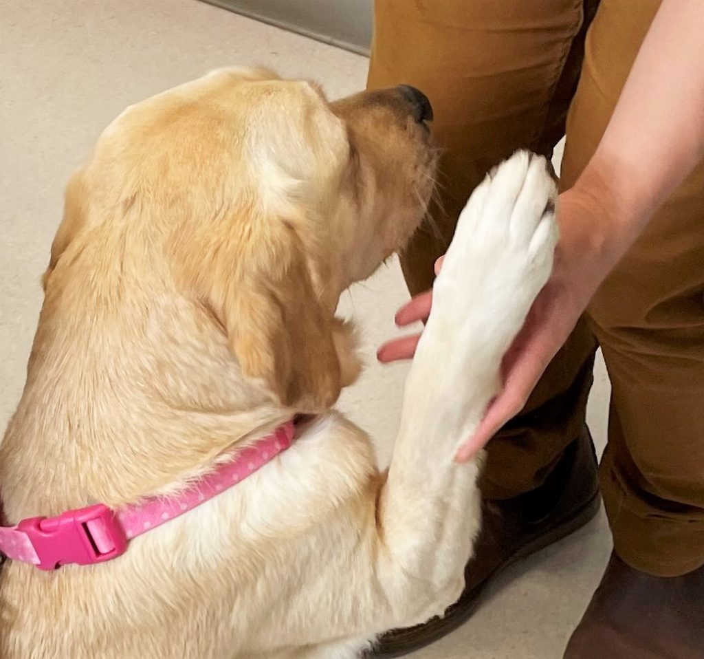 Dog puts paw in a person's hand.