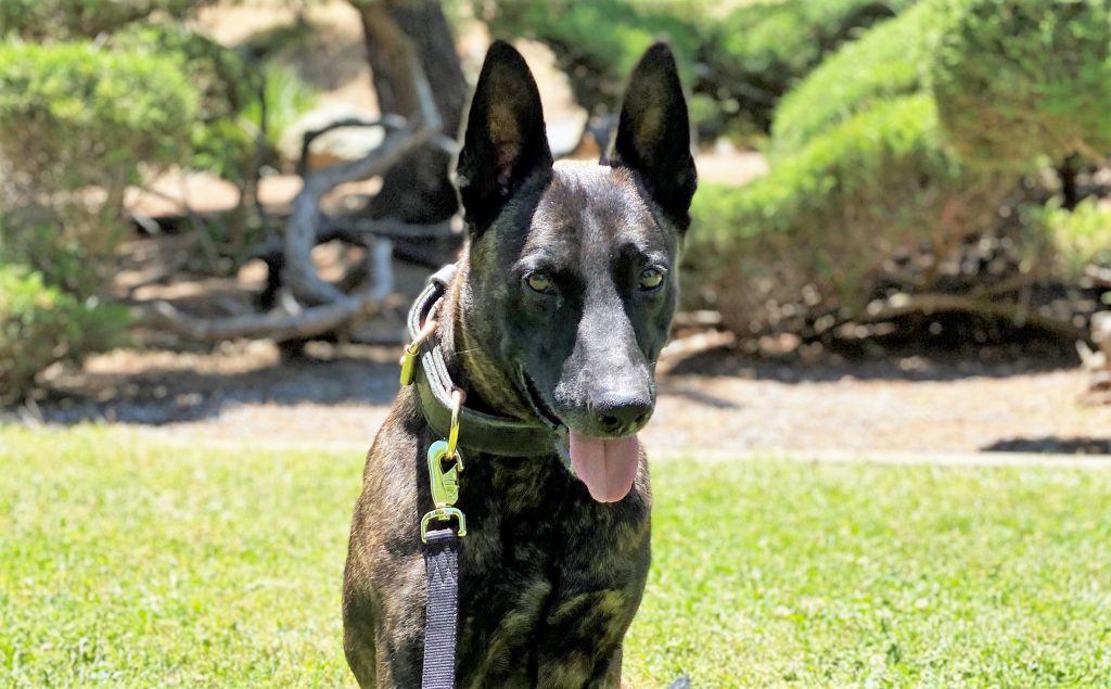 Villain, retired K-9, sitting in grass.