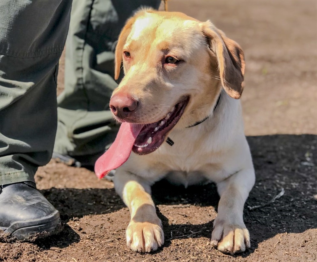 K-9 Mango panting while lying on the ground.
