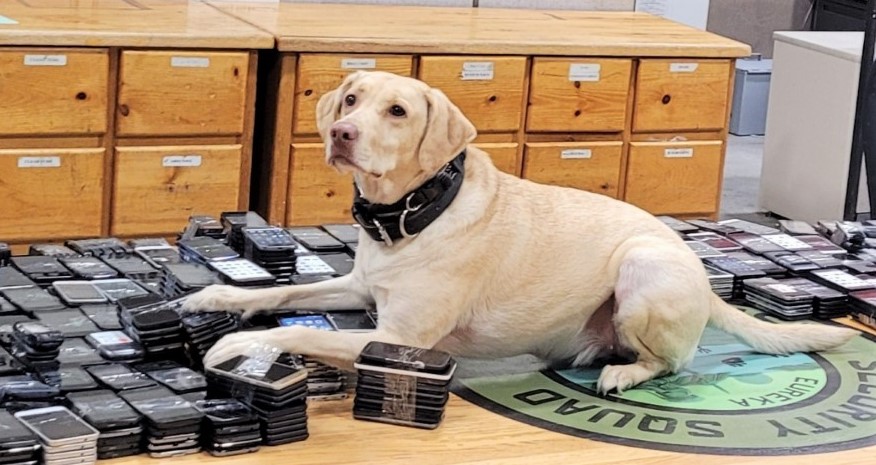 K-9 Mango on a table full of contraband cell phones.
