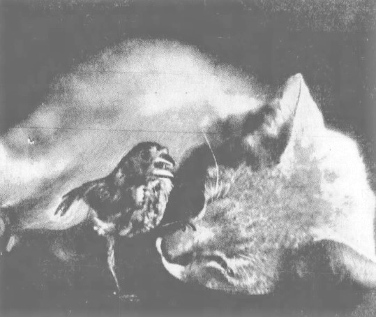 A cat and bird in a prison, named Blue and Chirps, are two prison pets at Folsom in the 1930s.