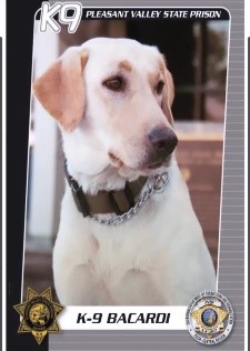 A K-9 card of Bacardi.