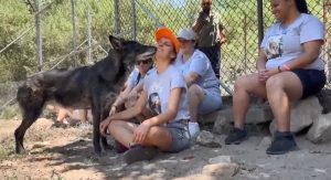 Female Community Reentry Program Los Angeles participants learned from wolves about how to change behaviors. The image shows participants sitting in an enclosure as a wolfdog hybrid licks one of the women on the face.