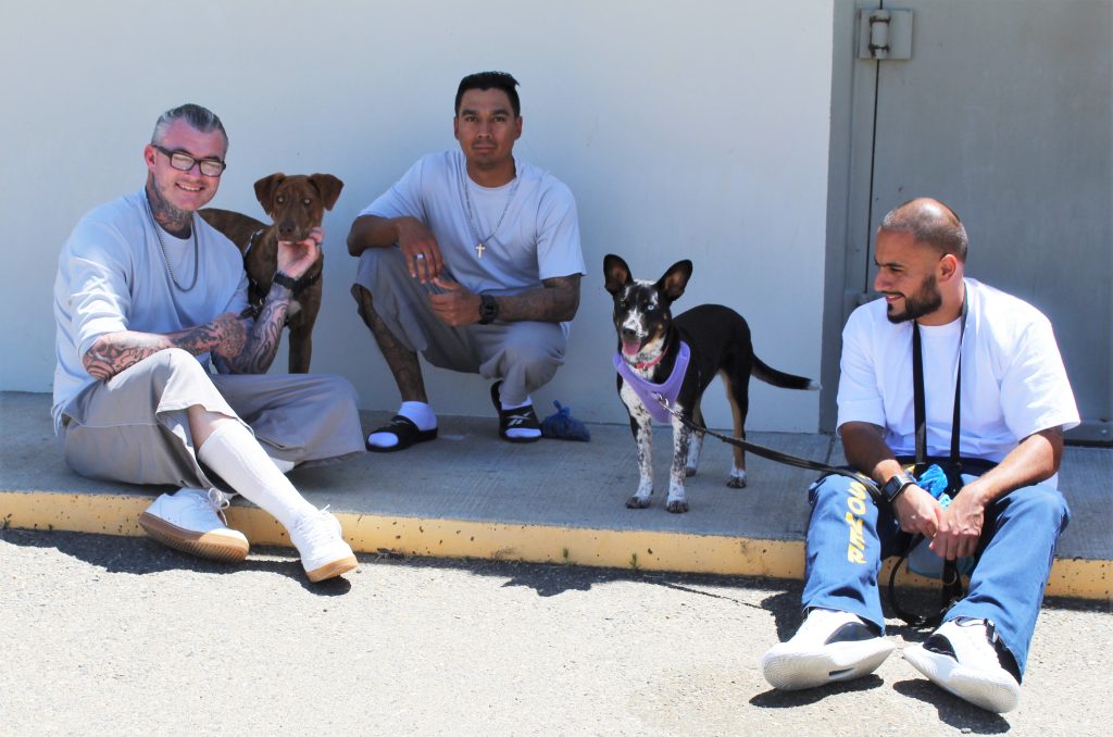 Dogs going through a training program with their incarcerated handlers.