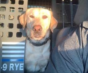 Rye, a CDCR K-9, passed away Aug. 28, 2024, after battling cancer.