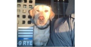 Rye, a CDCR K-9, passed away Aug. 28, 2024.