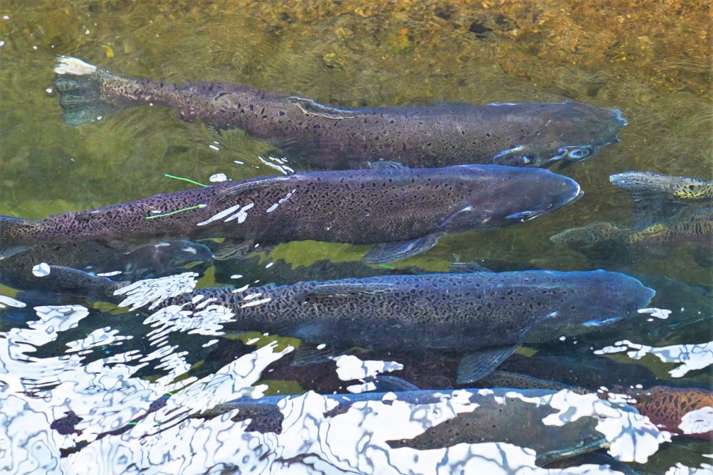 Fish at the hatchery.