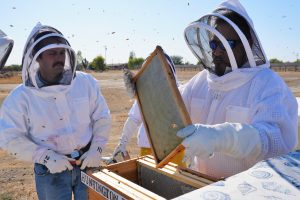 Beekeepers pull a hive from a box.