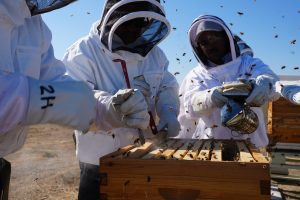 North Kern State Prison beekeepers work on a bee box.