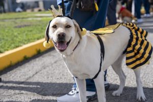 A costumed pooch parade at CIM in Chino.