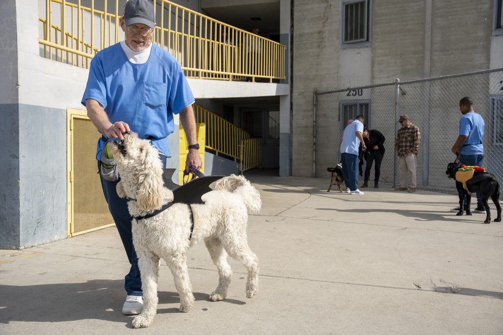 Incarcerated people take service dogs on a walk around the institution in Chino.
