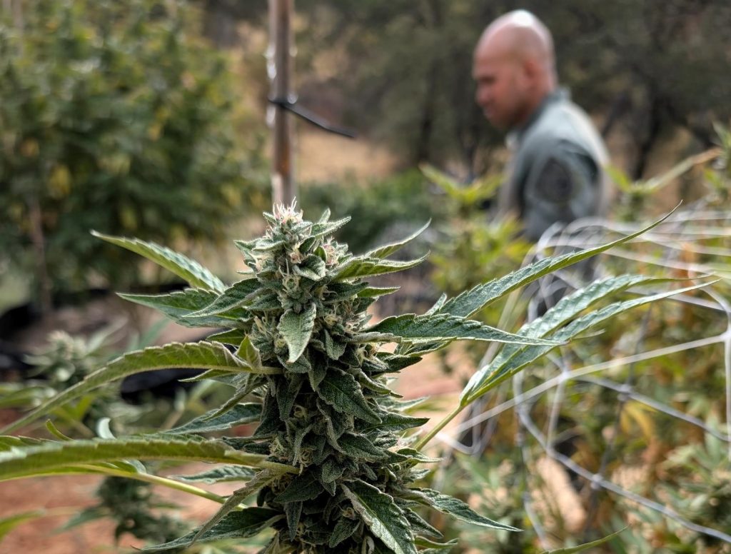 A CDCR officer walks through an illegal marijuana grow operation in Butte County.