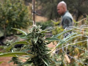 A CDCR officer walks through an illegal marijuana grow operation in Butte County.