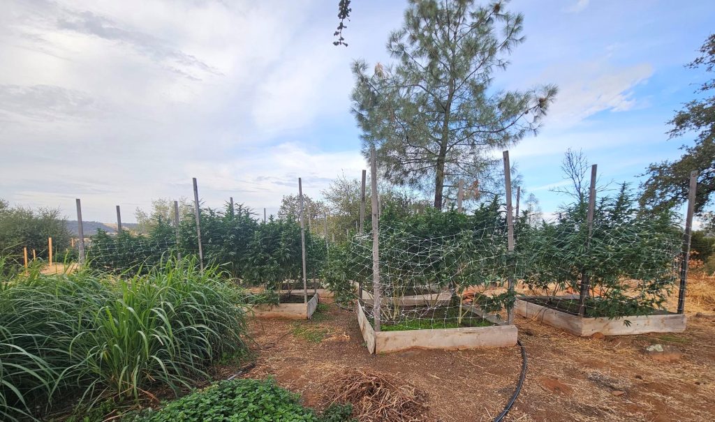 An illegal marijuana grow operation with large plants in Butte County. 