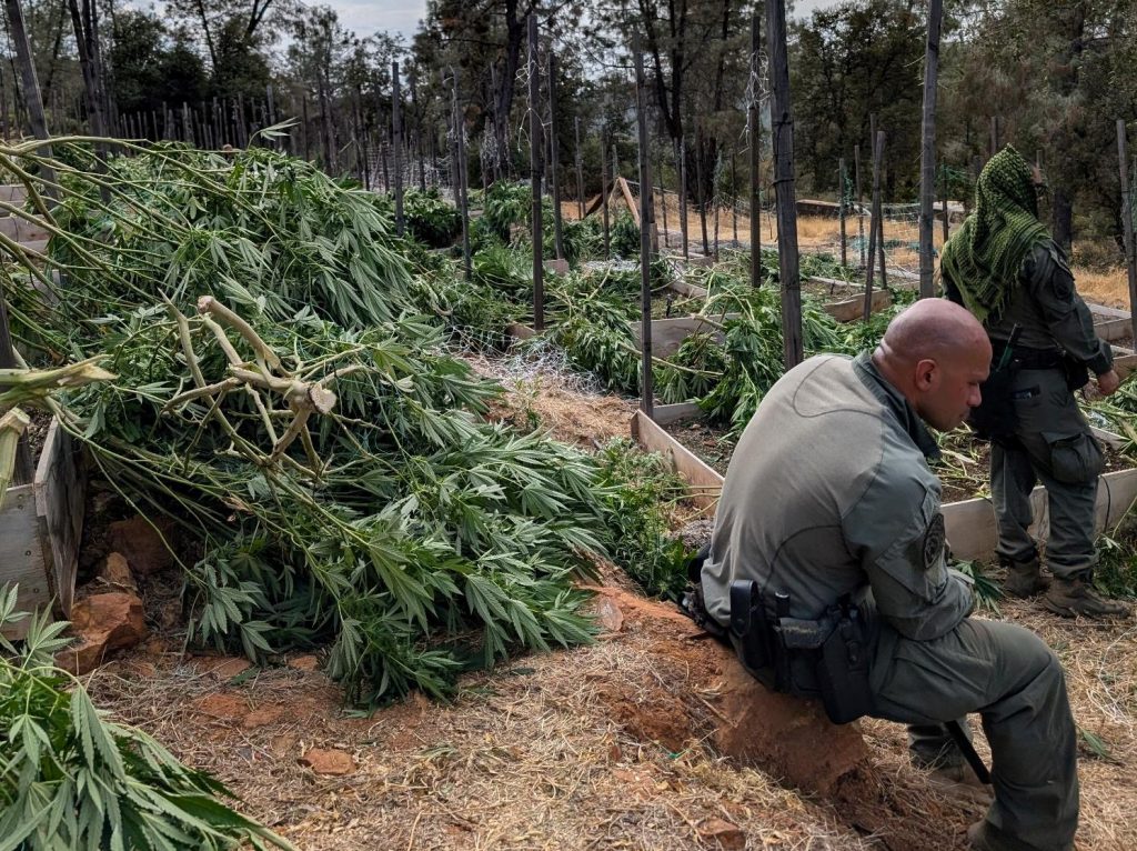 Cut down illegal grow operation.