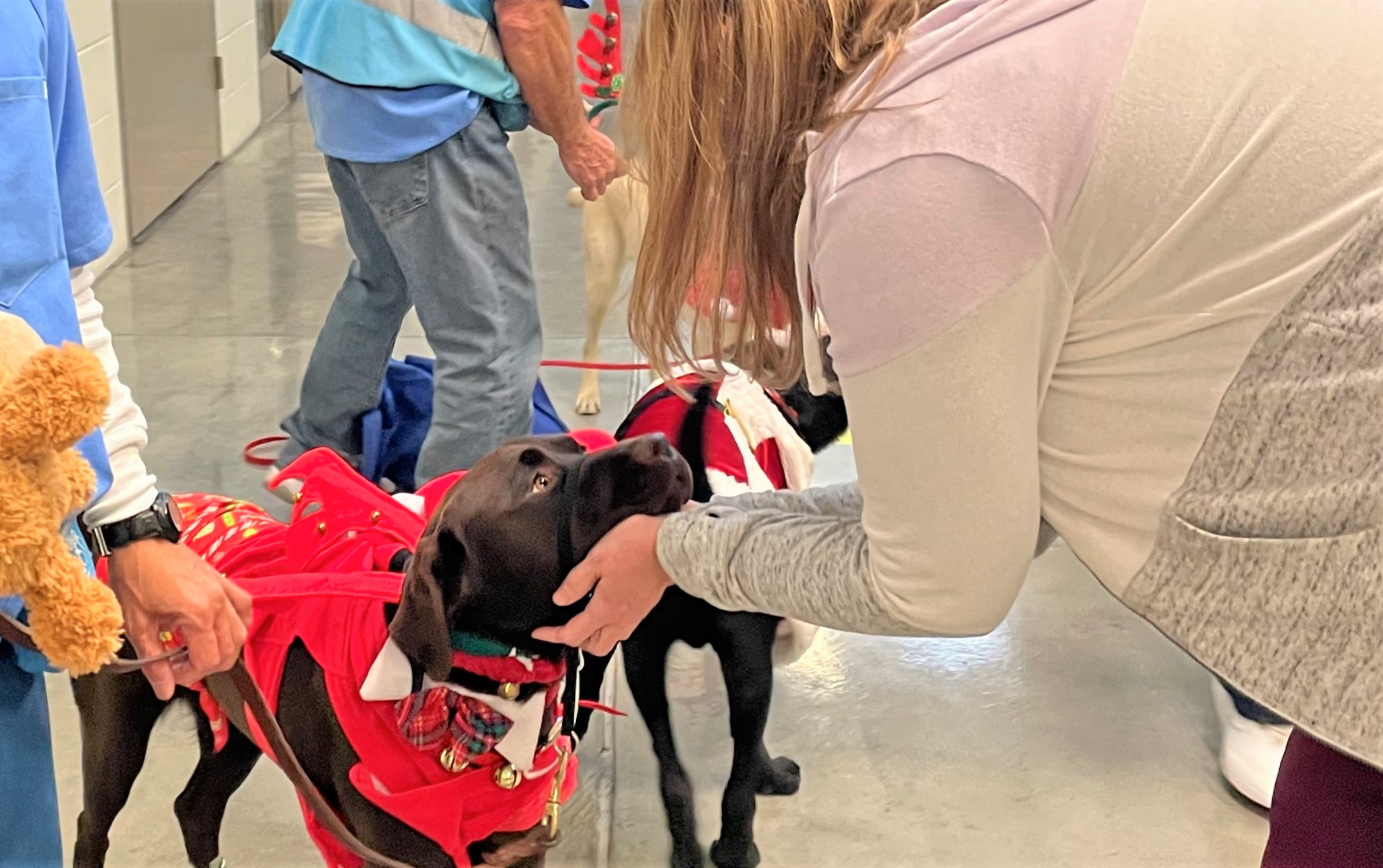 A dog wearing a holiday costume receives pets from a staff member during the CHCF Christmas Puppy Parade.